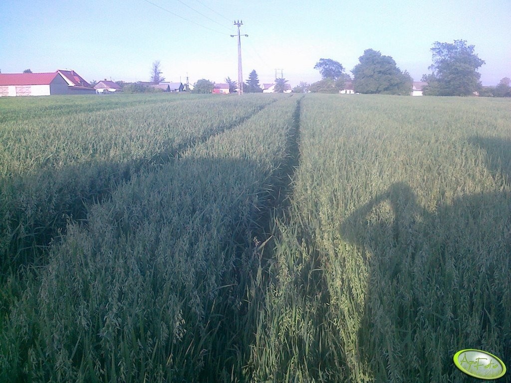 Owies Krezus