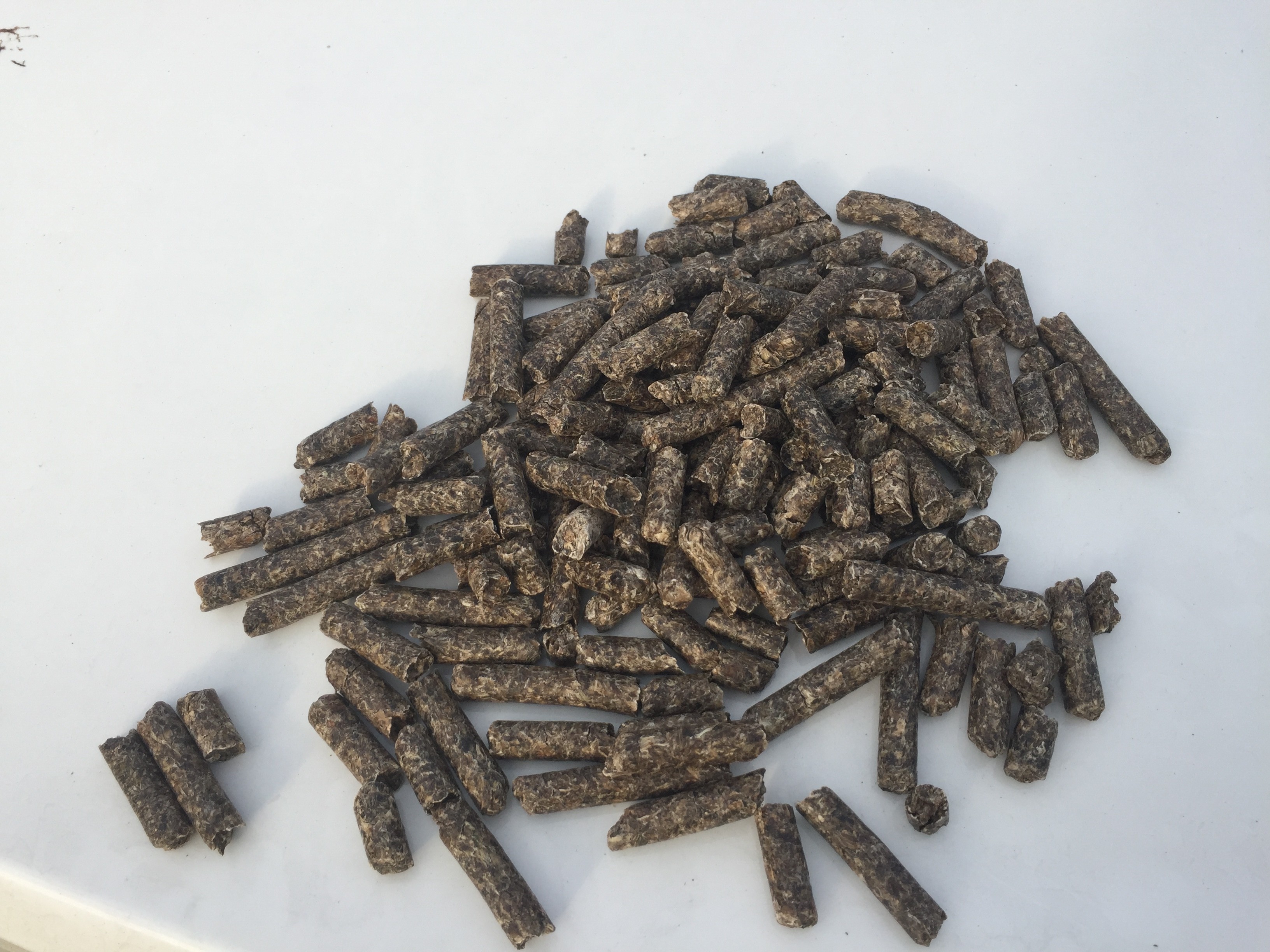 Wysłodki buraczane niemelasowane granulowane 8 mm — zdjęcie 2