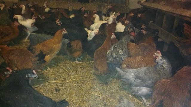 Sprzedam Kury w wieku 4 do 5 miesięcy Cała Polska — zdjęcie 1