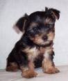 doskonały i piękny yorkie do przyjęcia