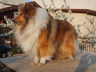 Szczenięta owczarki szetlandzkie sheltie — zdjęcie 1