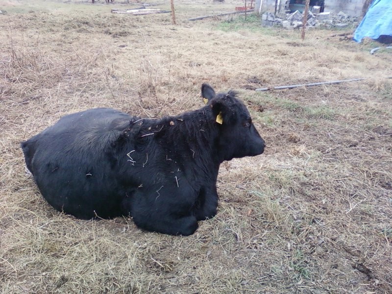 Aberdeen Angus — zdjęcie 1
