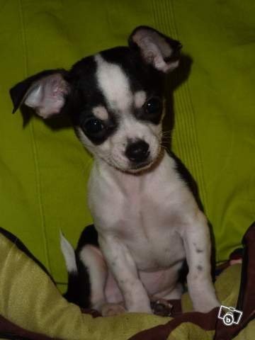 chihuahua — zdjęcie 2