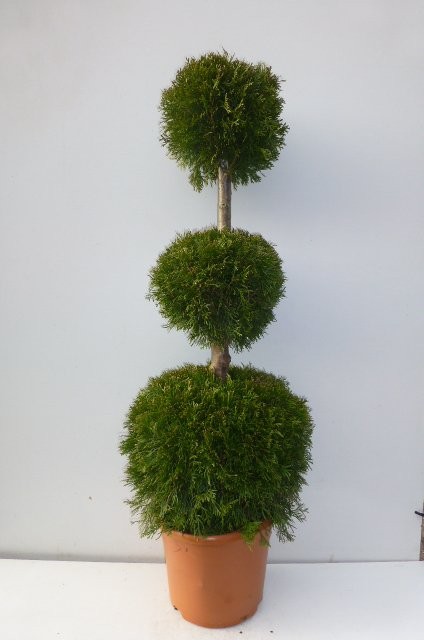 Thuja Smaragd Formowana — zdjęcie 3