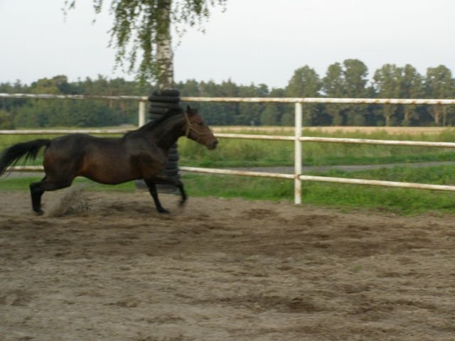 klacz 6 letni  Wlkp — zdjęcie 2