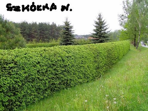świerk żywopłotowy 50-90cm 4,40zł/szt