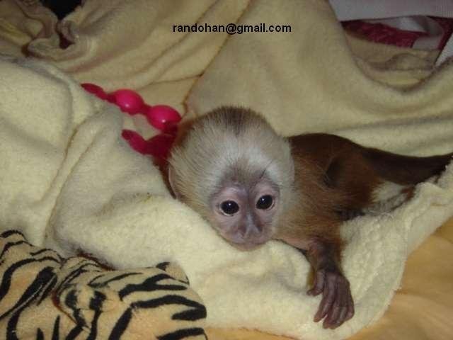Capuchin monkey for Christmas sales.