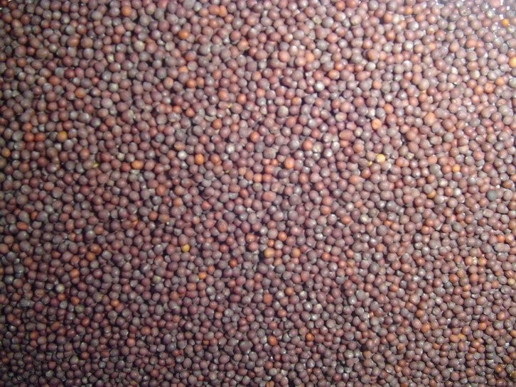 SPRZEGAM Gorczyca czarna -Brassica nigra