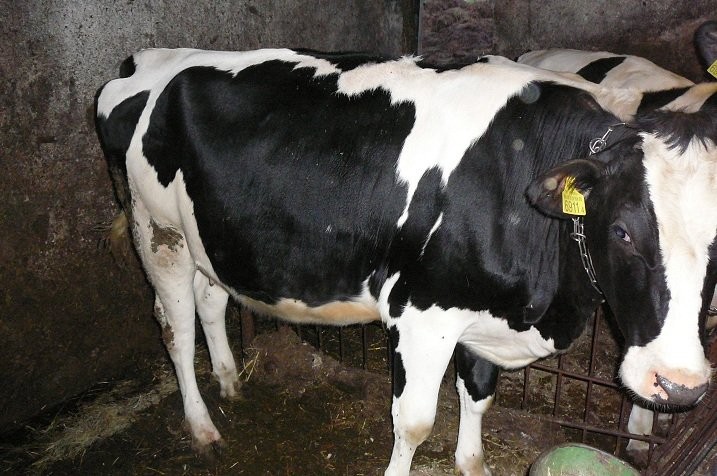 jałówki hodowlane HF cielne 8 m-cy — zdjęcie 1