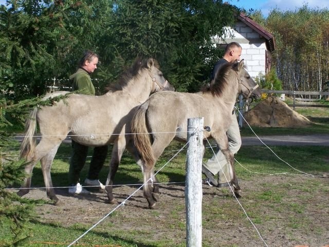 KONIKI POLSKIE