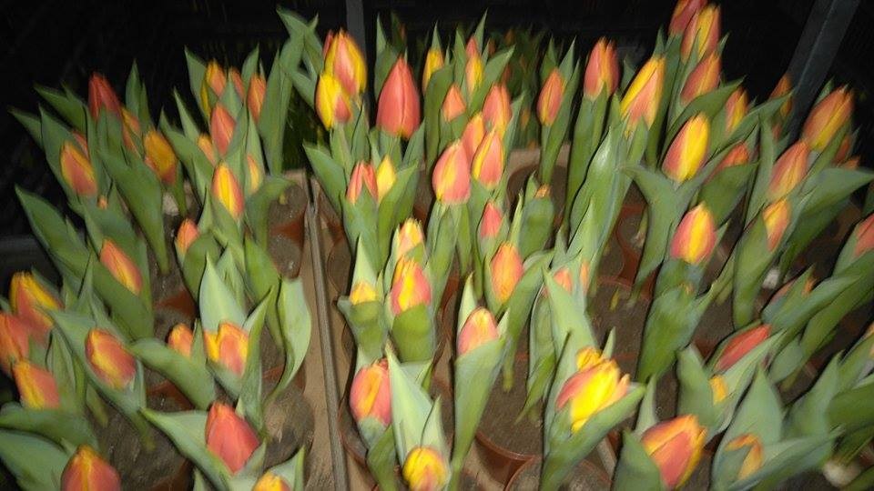 Producent sprzeda tulipany narcyze hiacynty - ceny hurtowe — zdjęcie 4