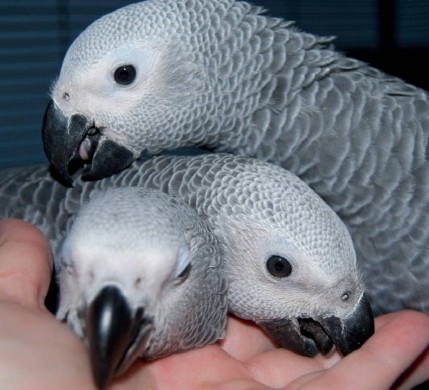 Available Fertile Parrots Eggs And Parrots  — zdjęcie 1