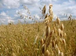 skup  zbóż owies kupię