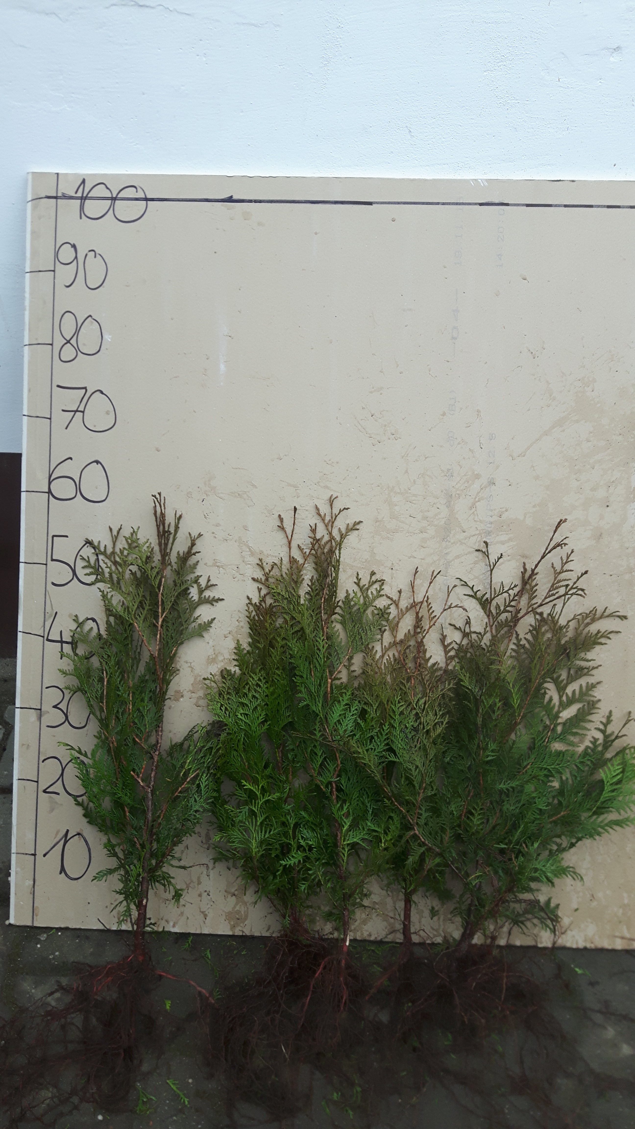 Thuja tuja brabant już od 1,7 zł/szt! Piękny żywopłot! — zdjęcie 2