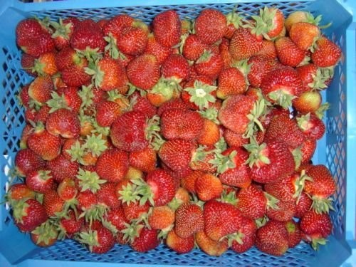 Truskawka mrozona.