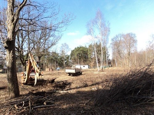 WYCINKA DRZEW, KARCZOWANIE TERENU - Zgierz, Łódź — zdjęcie 2
