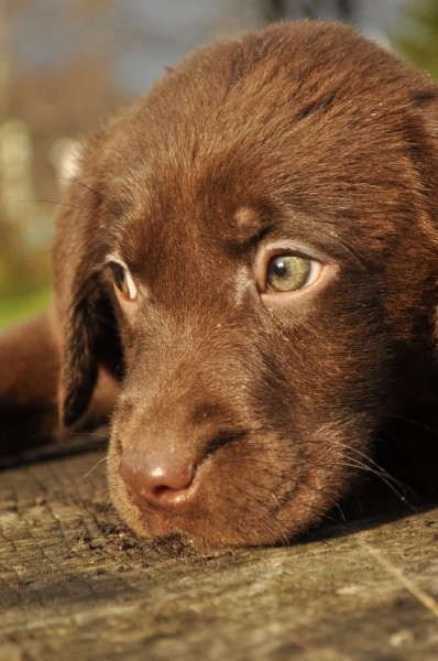 labrador czekoladowy — zdjęcie 4
