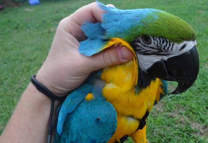 Available Fertile Parrots Eggs And Parrots For Sale — zdjęcie 1