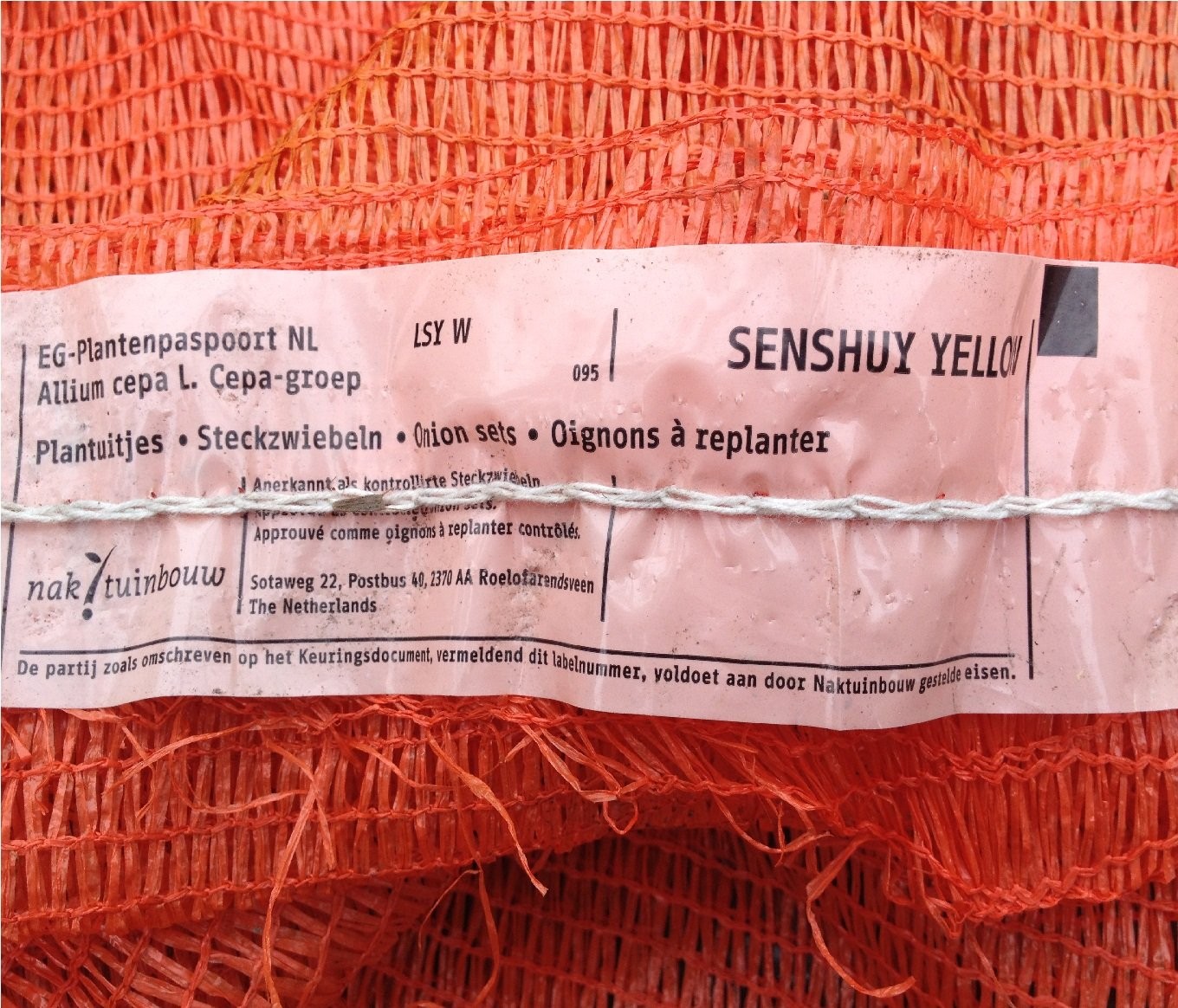 CEBULA DYMKA ZIMUJĄCA  SENSHYU YELLOW, SHAKESPEARE — zdjęcie 2