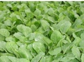 Produkcja ROZSAD