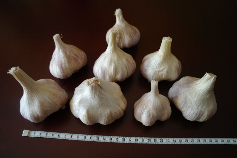 Sprzedam czosnek