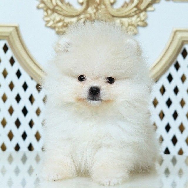 GRATIS Czystej Pomeranian Szczenieta na Adopcja.