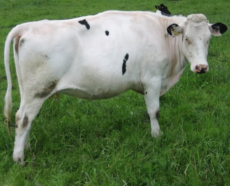 jałówki hodowlane HF