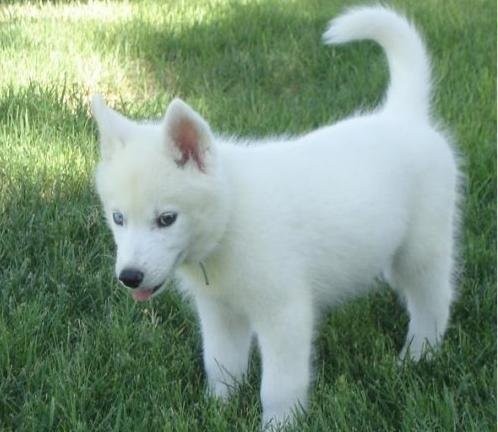 siberian husky szczenięta — zdjęcie 1