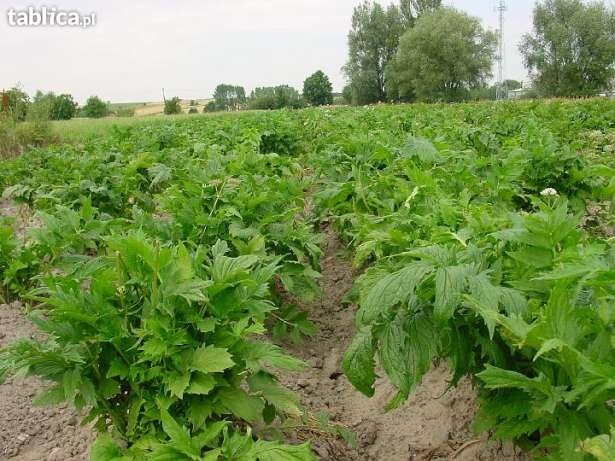 Sadzonki Kozłka Lekarskiego