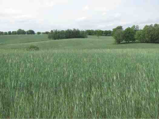 gospodarstwo rolne 60 h , zabudowania, ziemia roln
