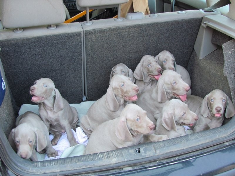 Weimaraner puppies - Wyżeł weimarski - szczenięta. — zdjęcie 3