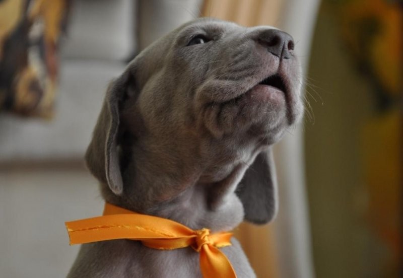 Weimaraner puppies - Wyżeł weimarski - szczenięta. — zdjęcie 4