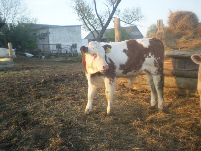 HODOWLA BYDŁA MIĘSNEGO 100 % RASY — zdjęcie 1