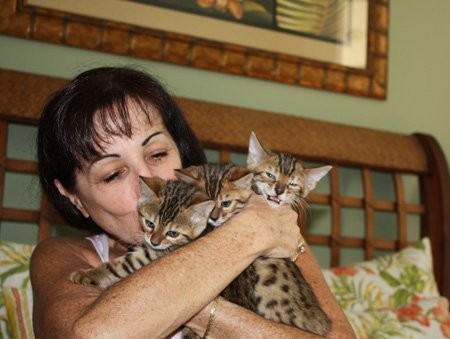 Bengal Kitten, reinrassige kätzchen, Katzen, — zdjęcie 1
