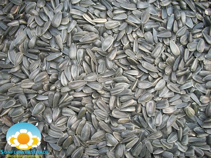Sell Sunflower Seeds — zdjęcie 5