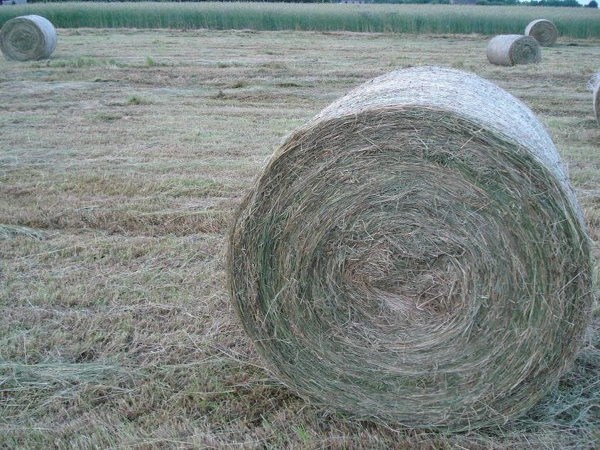Sprzedam siano — zdjęcie 1