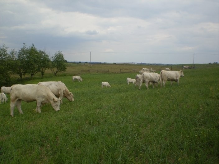 JAŁÓWKI MIĘSNE RASY CHAROLAIS 100% — zdjęcie 2