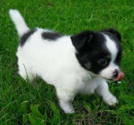 szczeniaki chihuahua