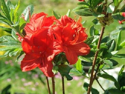 Kalmia, Azalia, Różaneczniki i inne — zdjęcie 3