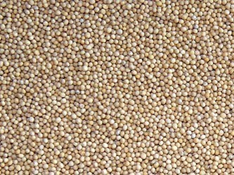 Sprzedam Krokosz, sorgo, rzepik, proso ostropest, gorczyce — zdjęcie 6