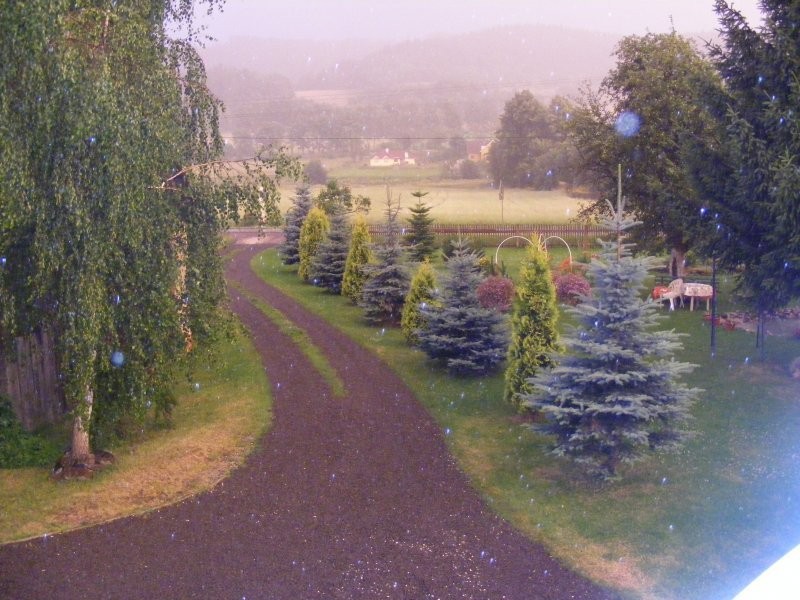 kupię owce Sufolk — zdjęcie 1