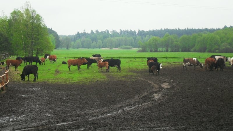 Krowa — zdjęcie 3