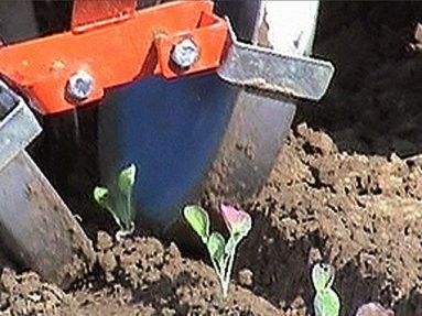 Neue Lauwers HSP Pflanzmaschine (High Speed) — zdjęcie 2