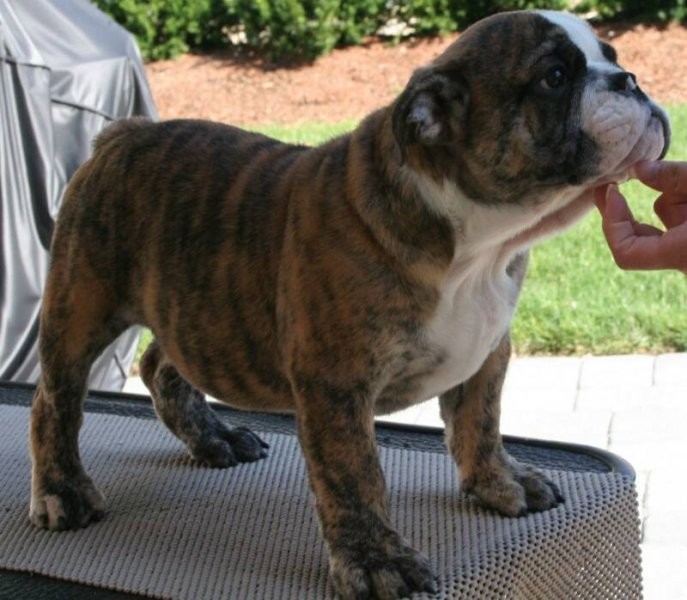 Angielski Bulldogs do przyjęcia — zdjęcie 1
