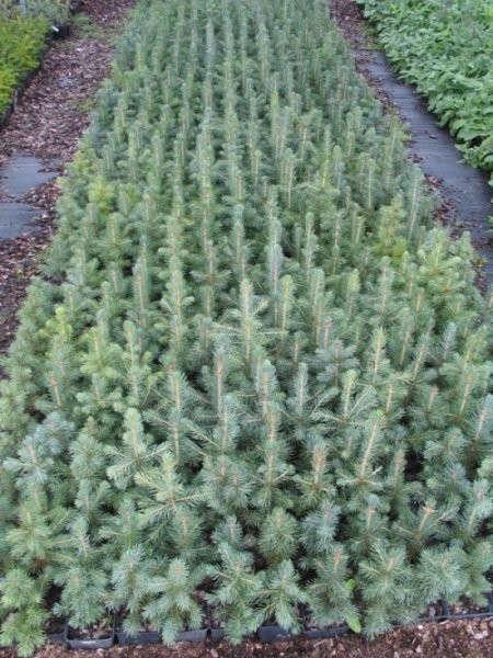 świerki na plantacje choinkowe — zdjęcie 2