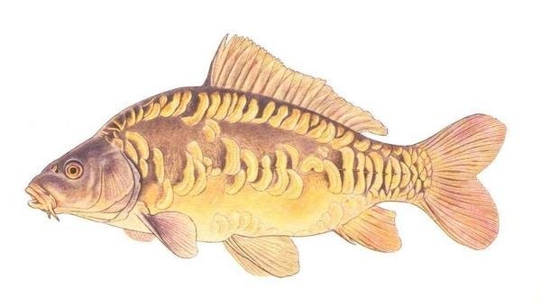 Karp, szczupak, lin, tołpyga