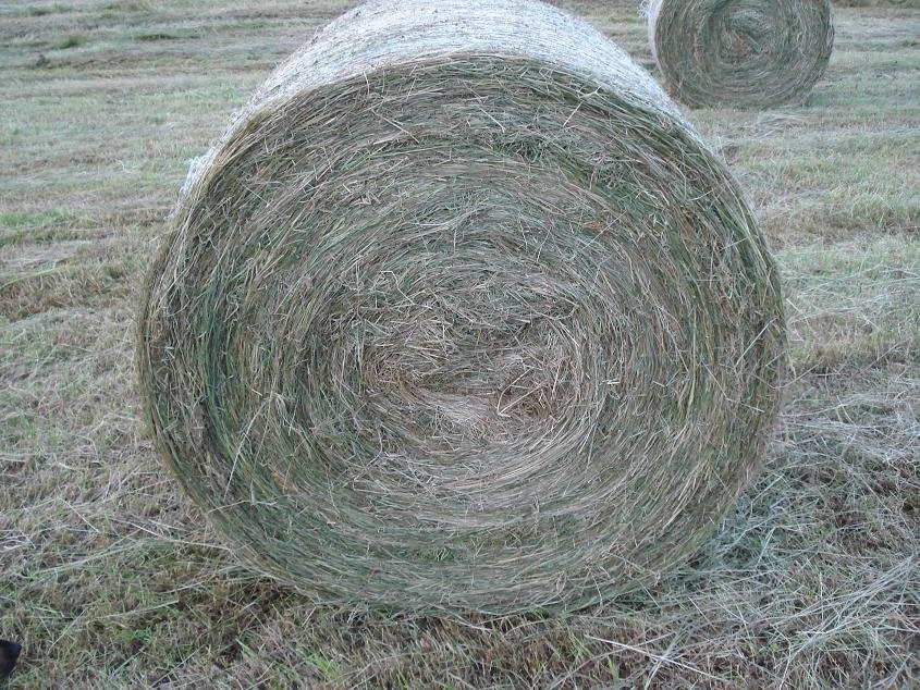 Sprzedam siano — zdjęcie 2