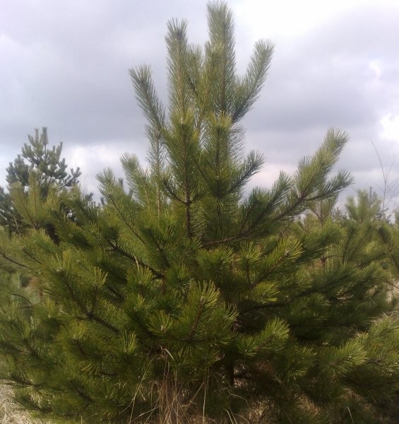 Pinus nigra (Black pine)
