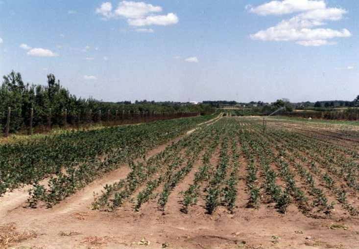aronia, sadzonki aronii — zdjęcie 3