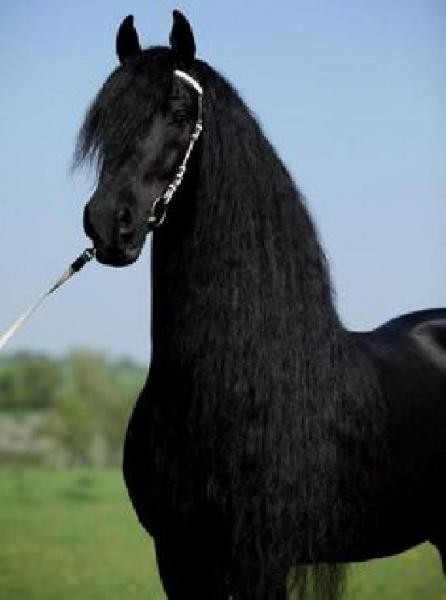 Dostępny jest piękny koń żeński z fryzjera — zdjęcie 3